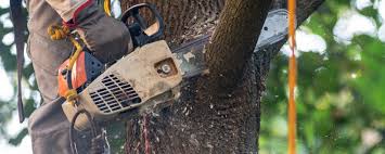 Best Palm Tree Trimming  in Leonard, TX