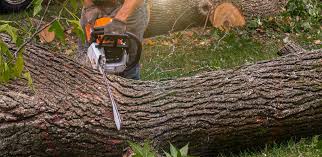 Best Fruit Tree Pruning  in Leonard, TX