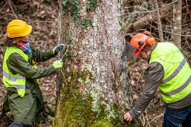 How Our Tree Care Process Works  in  Leonard, TX