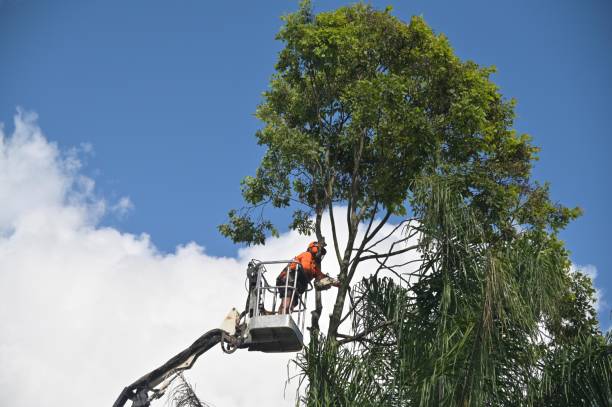 Best Root Management and Removal  in Leonard, TX