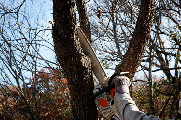 Best Storm Damage Tree Cleanup  in Leonard, TX
