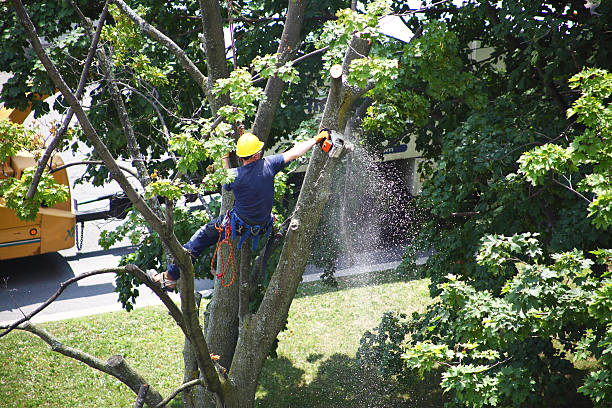 Best Landscape Design and Installation  in Leonard, TX