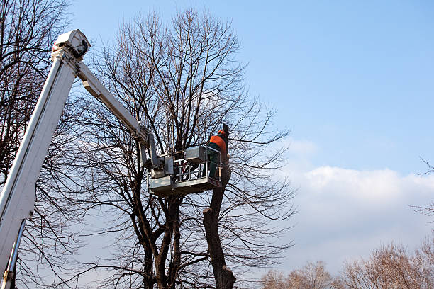 Tree and Shrub Care in Leonard, TX